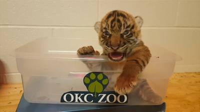 Verstoten tijgerwelp geadopteerd door tijgerfamilie