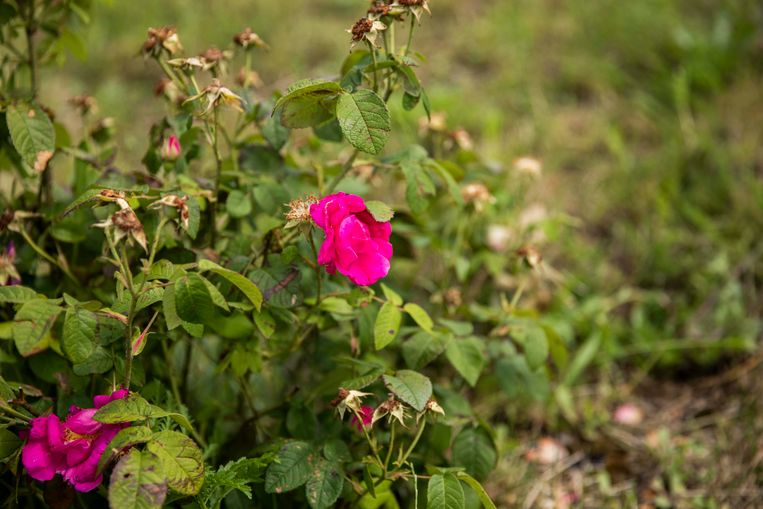 Bord 'Rozen op de Avonturenberg' - Be-Mine.