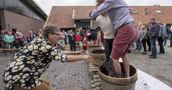 Met blote voeten in een houten kuip tijdens NK Druiven stampen in Bentelo