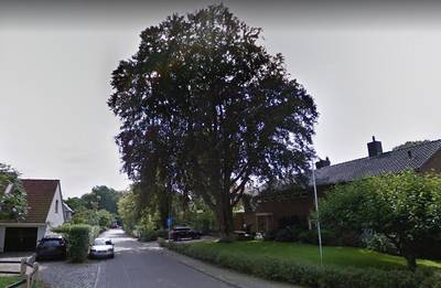 Monumentale beuk in Delden niet te redden