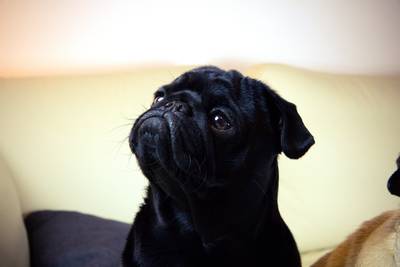 Duitse deurwaarders nemen mopshond in beslag en verkopen hem op eBay