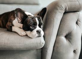 Dít is hoelang je hond maximaal alleen thuis kan blijven (en dat is eigenlijk best kort)