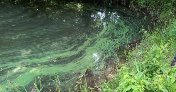 Ook blauwalg in Hanzeland bij Maasbommel