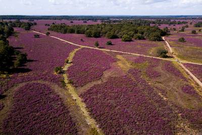 Hoogleraar over stikstofcrisis: ‘Zet mes in 160 beschermde natuurgebieden’