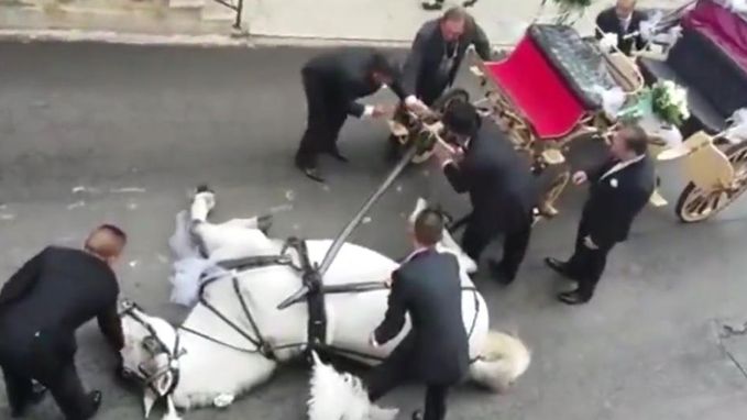 Paard zakt in elkaar terwijl het koets met bruidspaar moet voorttrekken