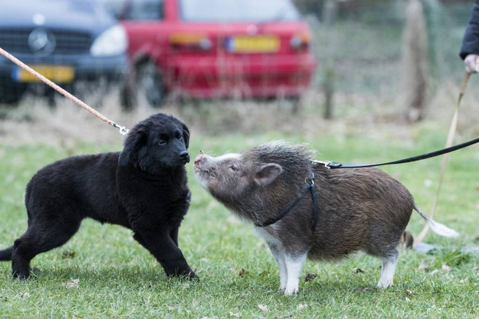 Puppycursus hoeksche waard