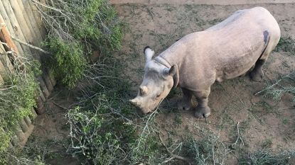 Zes zwarte neushoorns moeten neushoornpopulatie in Tsjaad nieuw leven inblazen