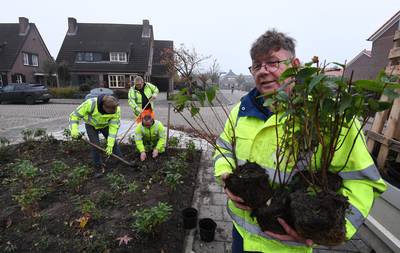 Heel gek: laanbomendorp Opheusden mist nog een voorbeeldige bomenlaan
