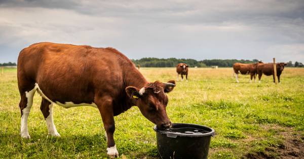 Het is verre van vredig aan de Bospeelweg in Neerkant: spanningen tussen buren lopen hoog op - Eindh