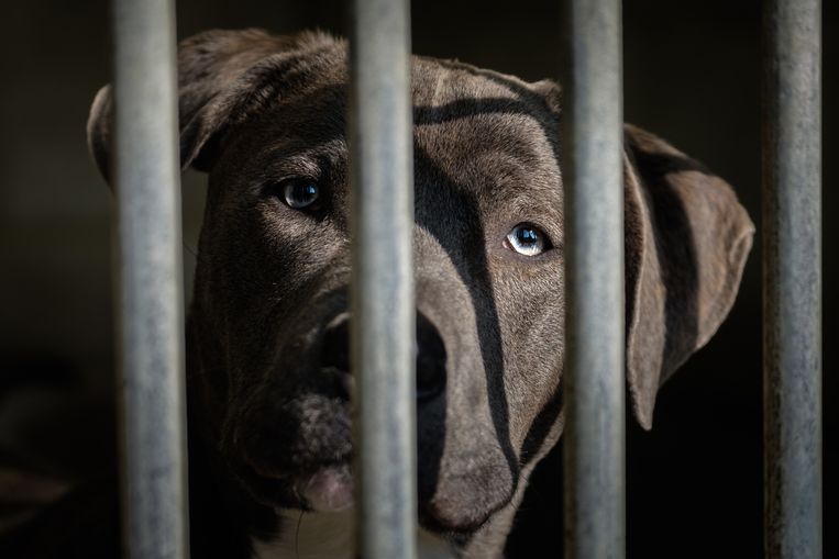 Staffords raken maar niet weg uit dierenasielen.