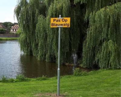 Dode vissen en ratten in Zwaluws water