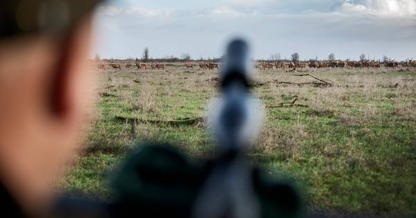 Bekende slagerij Veluwe weigert herten Oostvaardersplassen: 'Zit niet te wachten op protesten voor m