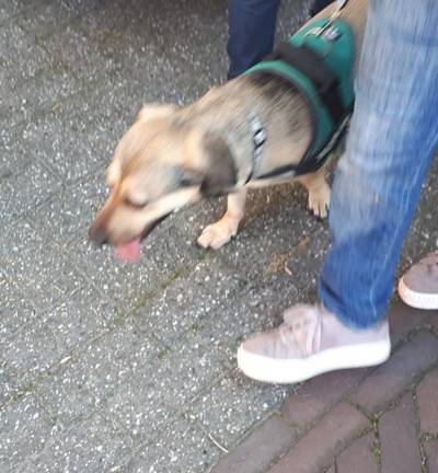 Opnieuw hond uit bloedhete auto gered in Winterswijk