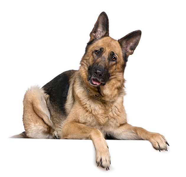 Vrouw Sterft Aan Allergische Reactie Na Seks Met Hond Buitenland Ad Nl