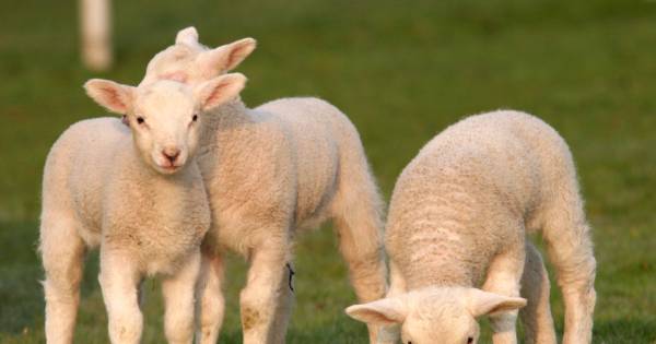 Geen zonnepanelen op ruim tachtig hectare schapenwei | Bommelerwaard - BD.nl