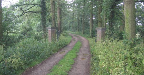Babberichse Bos op slot vanwege eikenprocessierups | Eikenprocessierups - De Gelderlander