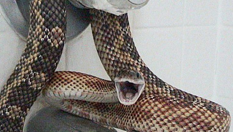 Slang in toilet Leiden - Trouw