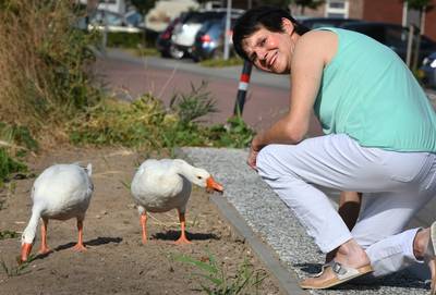 Poep van gedumpte ganzen houdt gemoederen bezig in Kesteren