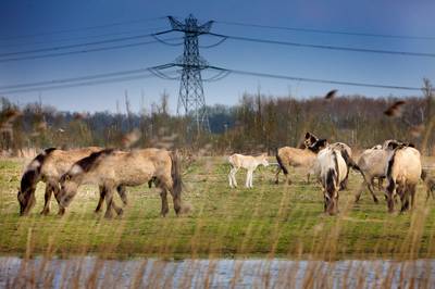 Drachtige merrie Oostvaardersveld overleden na bemoeienis omstanders