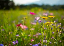 Dít is waarom je overal steeds meer wilde bloemen ziet