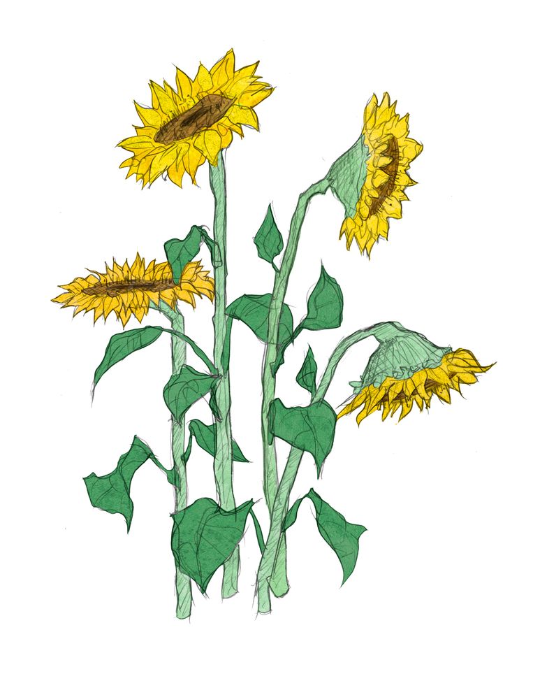 Bijna begint het MH17-proces: een wond die amper kan helen