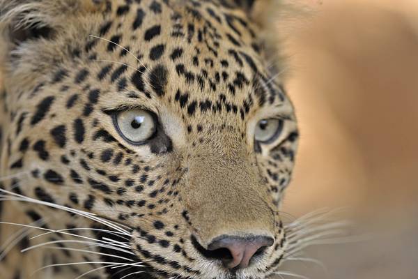 Tiger Dynasty: Natural World