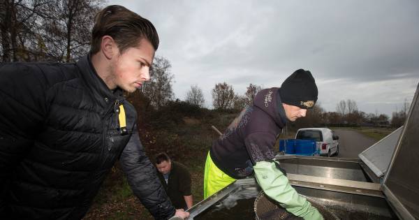 Karpers krijgen ruimte in recreatieplas in Braamt
