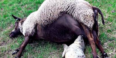 Verlaten zeehondje overleeft door te drinken bij dood schaap