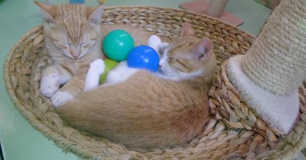 Schattige kittens in overvloed | Overig - PZC