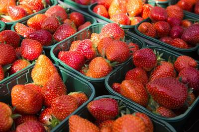 Eis: 5 jaar cel voor ‘brein’ tuindersfraude