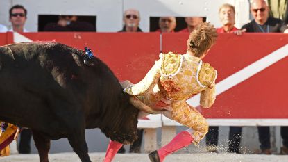 Stierenvechter laat dier leven dat hem in achterwerk spietst