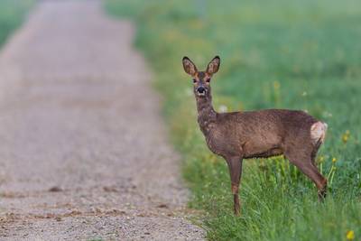 Wilde dieren in Brabant hebben het zwaar, maar er zijn lichtpuntjes