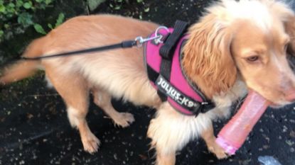 “Zo gênant”: hond vindt 'speeltje' en wil het niet meer loslaten