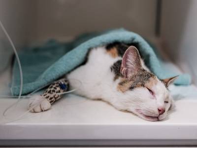 Opnieuw kat vergiftigd in Zevenaar met muizengif: ‘We dachten dat ze zou sterven’