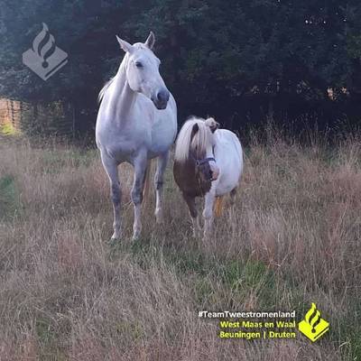 Politie vangt losgebroken paarden in Ewijk