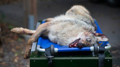 Man die wolf doodreed aangeslagen: “Ik dacht dat ik een ree geraakt had”
