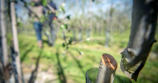 Burgemeester: spijtig dat onderzoek agriterreur niets opleverde
