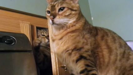 43. Hilarious Antics