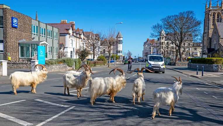 Wilde geiten palmen straten in van Wales nu bewoners binnenblijven ...