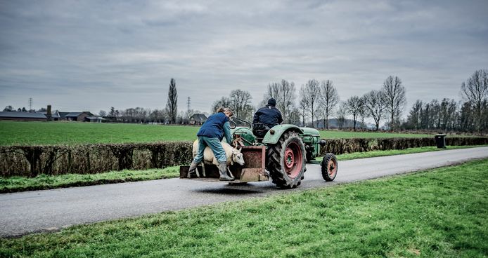 Welke weg kiezen veehouders? Zich laten uitkopen door de overheid of gewoon doorgaan?