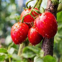Zo krijg je groente en fruit sneller rijp