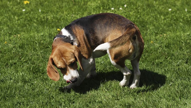 Waarom je hond rondjes loopt voor hij gaat zitten Seks