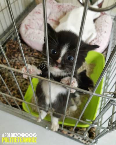 3 afgedankte kittens uit Poortvliet gered
