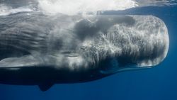 Een walvisdrol vinden, het kan je stinkend rijk maken