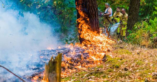 Bosbrand aan 't Kamerven in Gerwen snel onder controle, 900 vierkante meter verbrand
