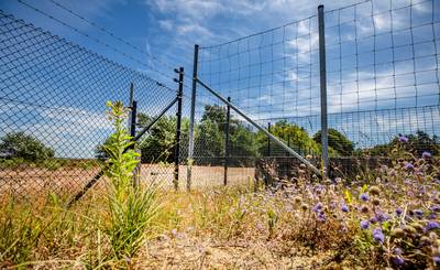 Hoge Veluwe weert wolf met metershoge hekken: ‘Nederland is ongeschikt voor dat dier’