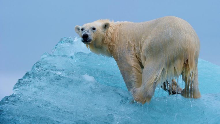 Nergens Is Opwarming Van De Aarde Zo Sterk Hoe Ziet De Noordpool Er Over Tien Jaar Uit De Volkskrant