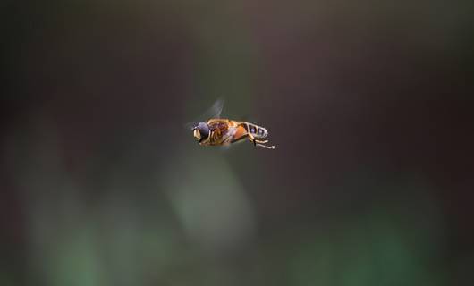 Zó erg is het om een insect door te slikken