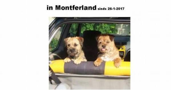 Hondjes Ruby en Riddle al dagen vermist: 'Het is heel erg' - De Gelderlander