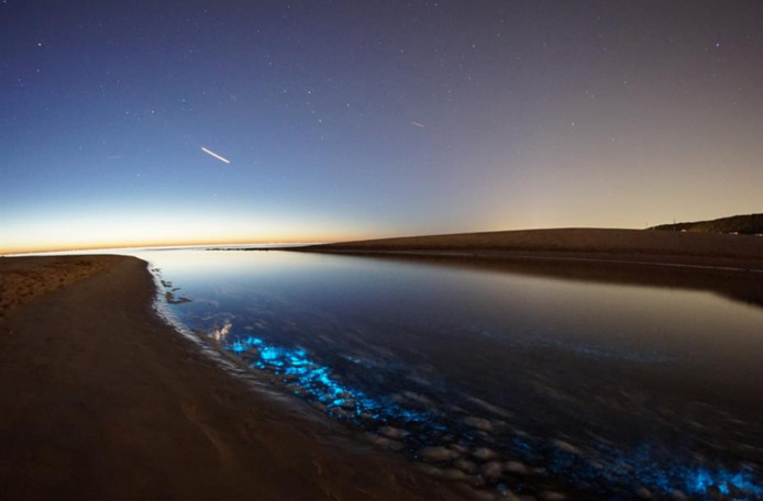 Zeevonk kleurt water bij Katwijk blauw | Binnenland | AD.nl